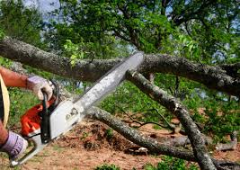 Professional Tree Services in Hewitt, NJ